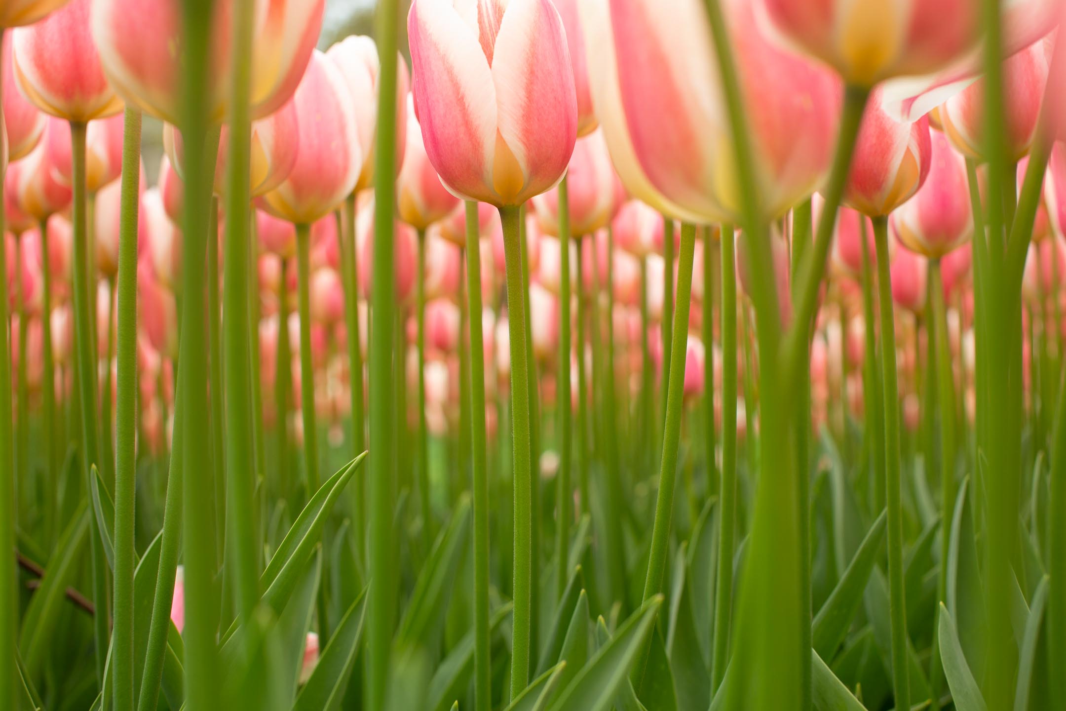 20190408_istanbul_237