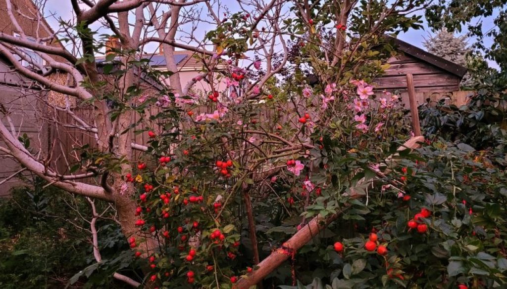 0a66f8a6-b231-43d5-7f79-3a7b01377dfb