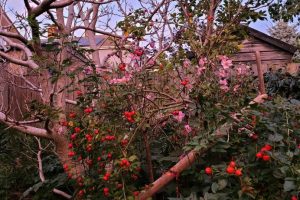 0a66f8a6-b231-43d5-7f79-3a7b01377dfb