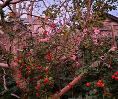 0a66f8a6-b231-43d5-7f79-3a7b01377dfb